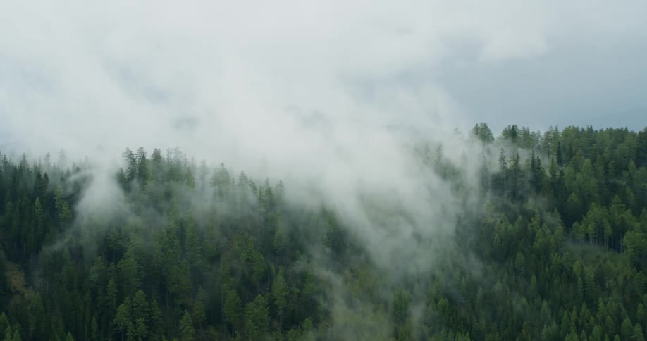 Aerial panorama a forest on a mountain in fog