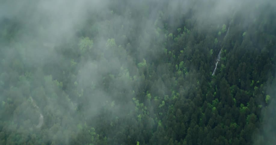 A lush forest seen from above between the clouds