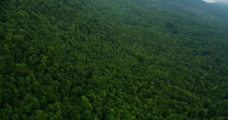 Panorama of green forest on the mountain