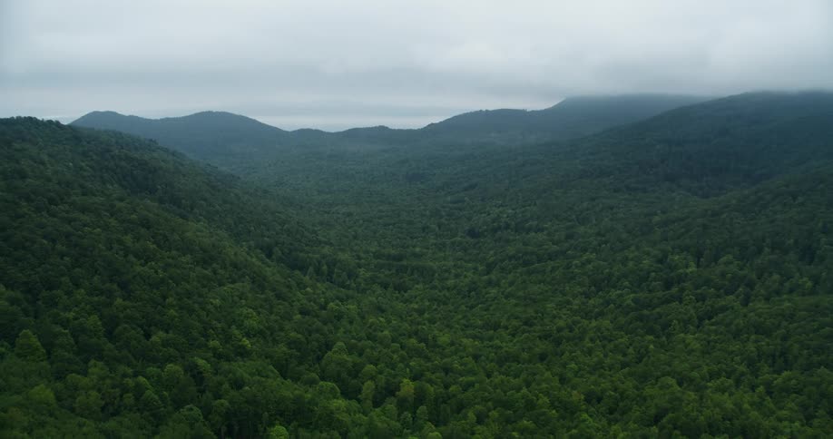 A forest covering mountains and valleys