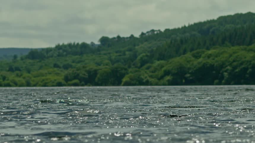 A body of water framed by a forested landscape in the distance