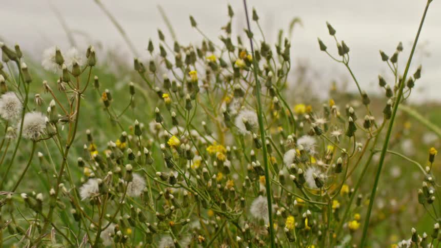 Close up of dandelions swaying in the breeze