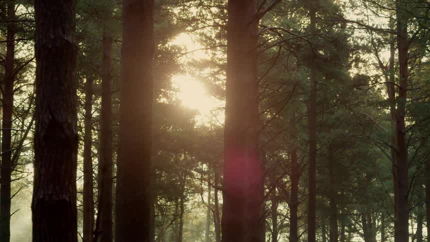 Sunlight flares into the lens as the camera tracks through a forest
