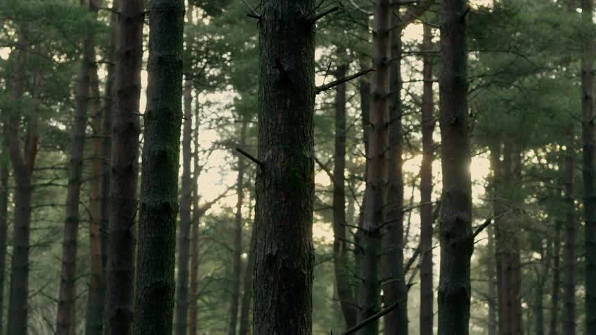 Sunlight cuts through the mist in a pine forest