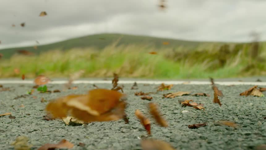Wind blows leaves down the road on an autumn day