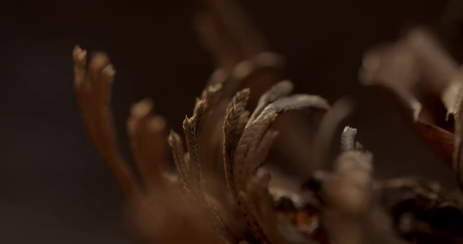 The plant strands are all dried up