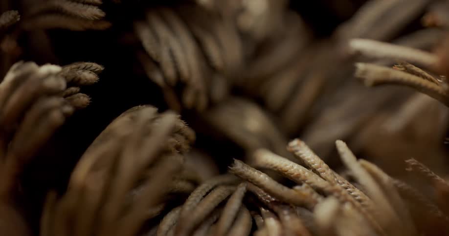 Extreme closeup on dry leaves of a plant