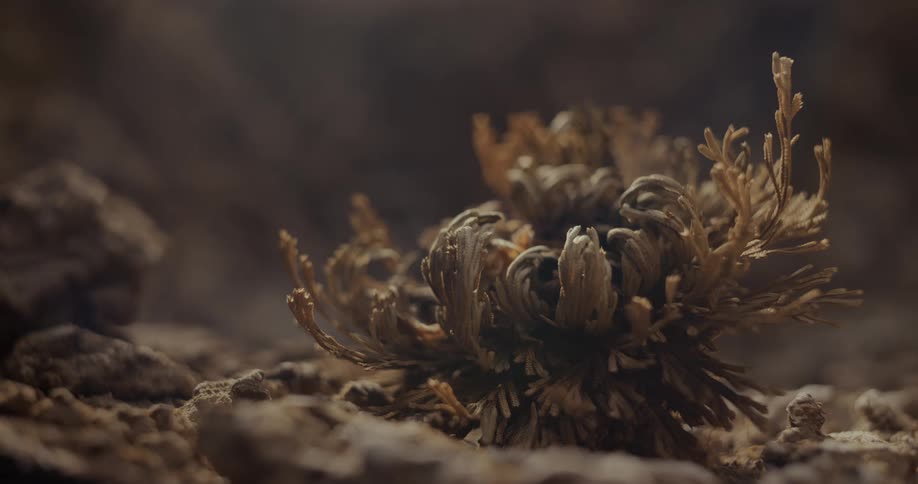 Closeup of dry foliage amidst stones