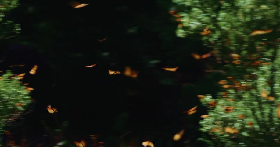 A large number of butterflies are flying around in an area lined by many trees