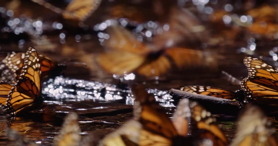 A cluster of monarch butterflies on the water and small sticks