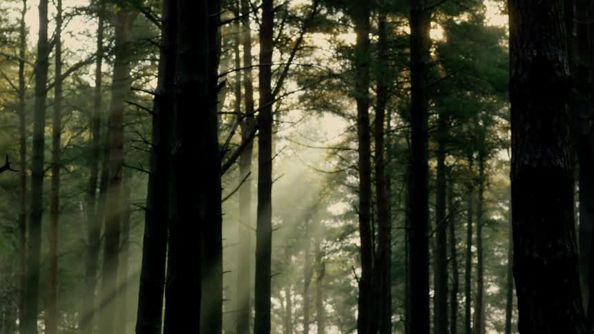 Sunrays in a light mist in a forest