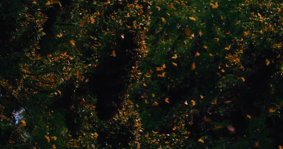 Several orange butterflies flying over a region with green leaves