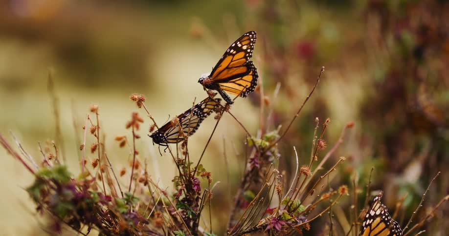 The butterflies are pollinating flowers