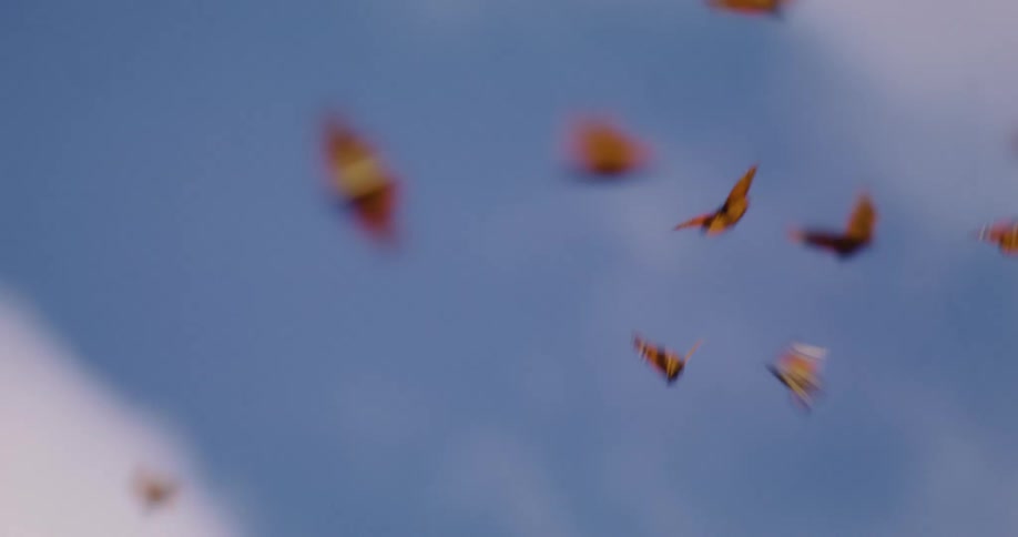 Close up of butterflies flying rapidly against blue skies and clouds