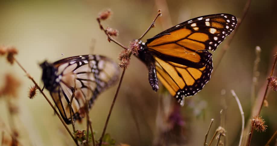 Extreme closeup of butterflies on plants