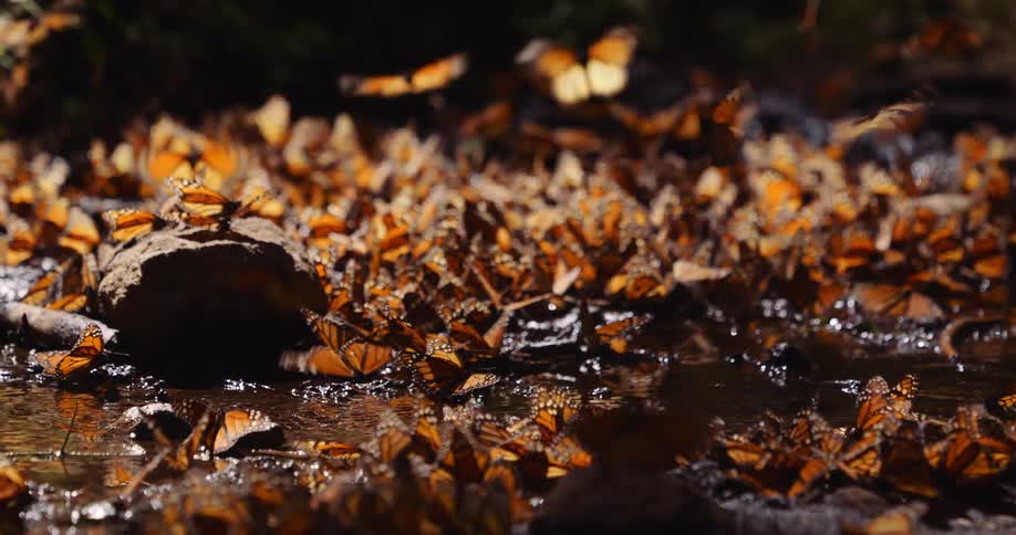 Butterflies of the same species near the lake
