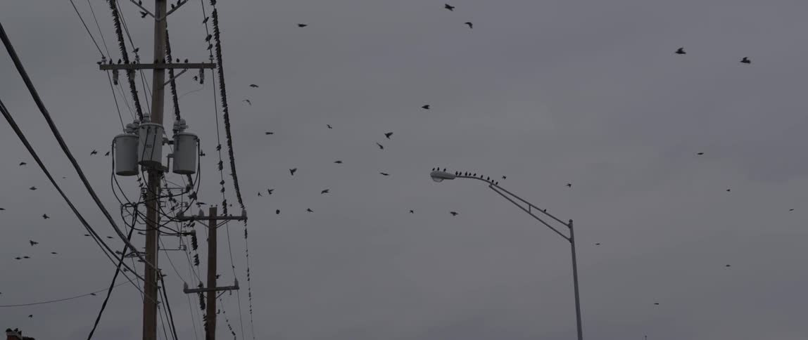 Many birds flying around and lighting upon a power pole and power lines on a cloudy evening