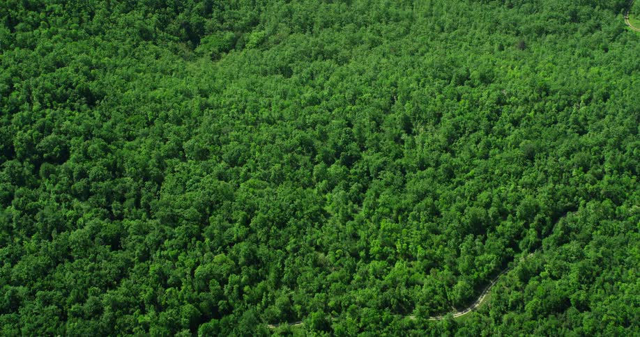 Aerial panorama of an extensive green forest