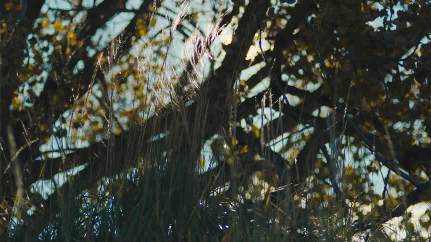 Sunlight filters through leaves creating a lens flare effect over stalks of grass