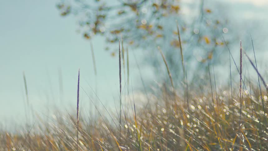 Field with tall grass and grass with sunlight reflection