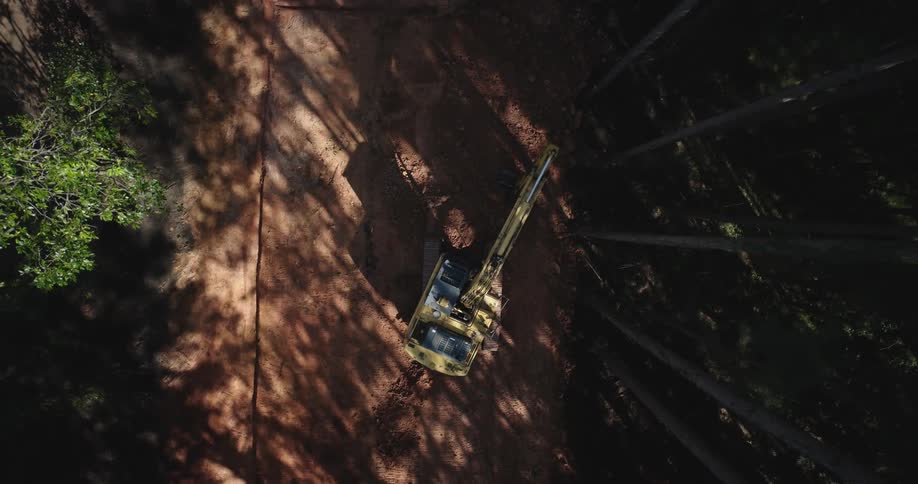 An excavator digging around trees in a forest