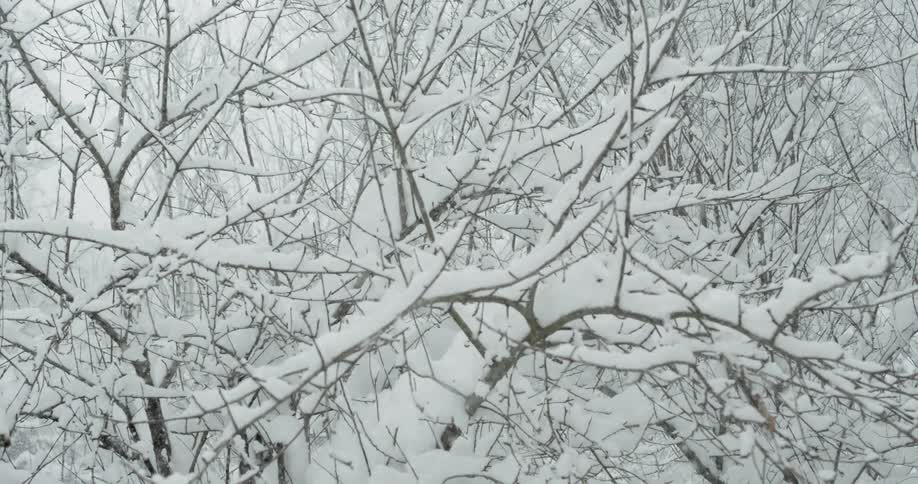 Snow is falling among bare tree branches laden with snow