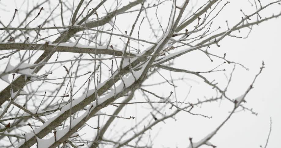 Snow covered branches