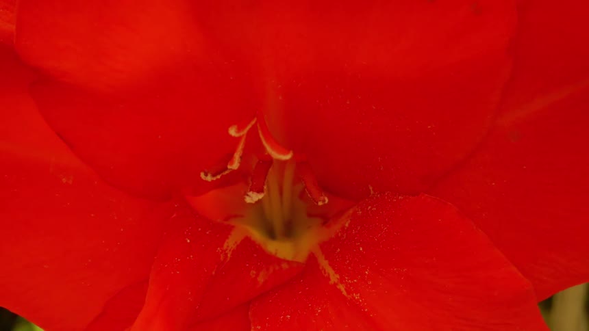A large red flower blowing in the wind in a garden