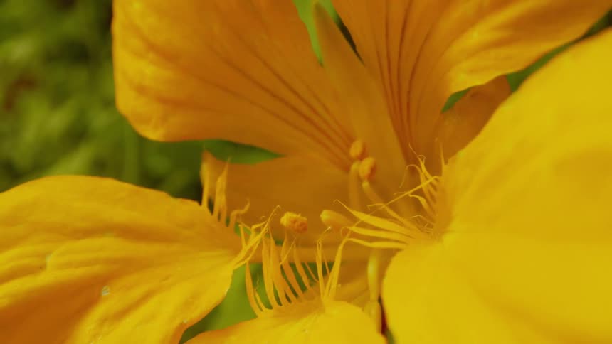 A flower with yellow petals moving in the wind