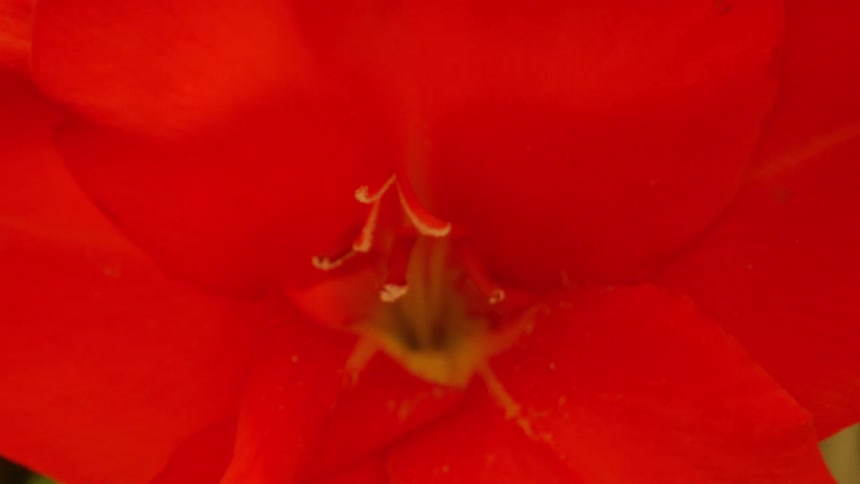 The flower slowly comes into focus