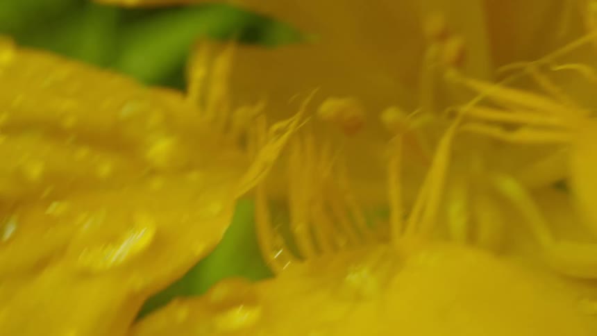 Yellow flower in closeup with water drops