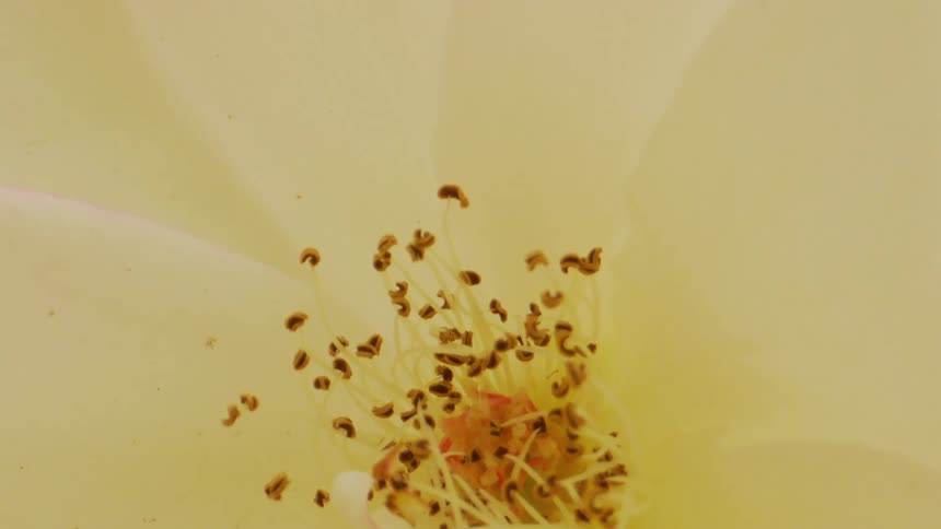Closeup of bright yellow pistil of flower surrounded by pale petals
