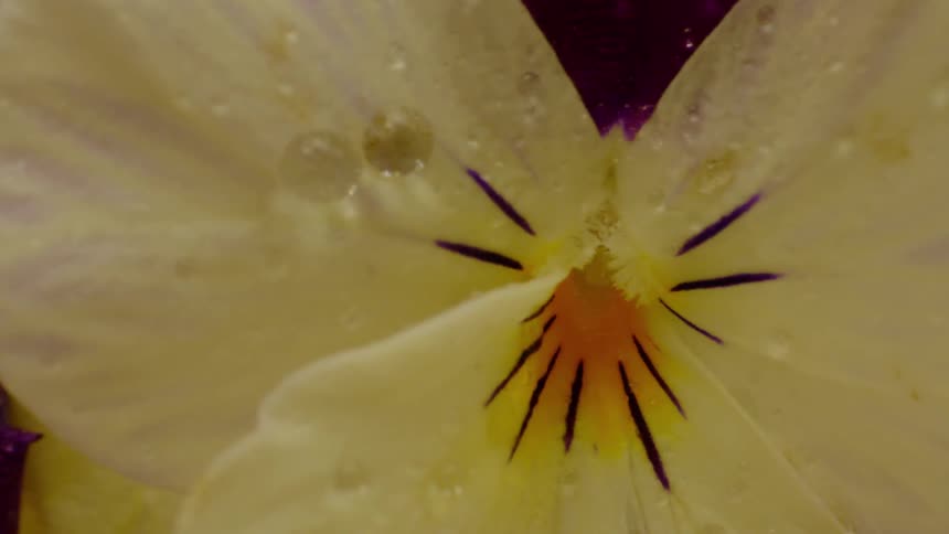 Water droplets splashing on a flower
