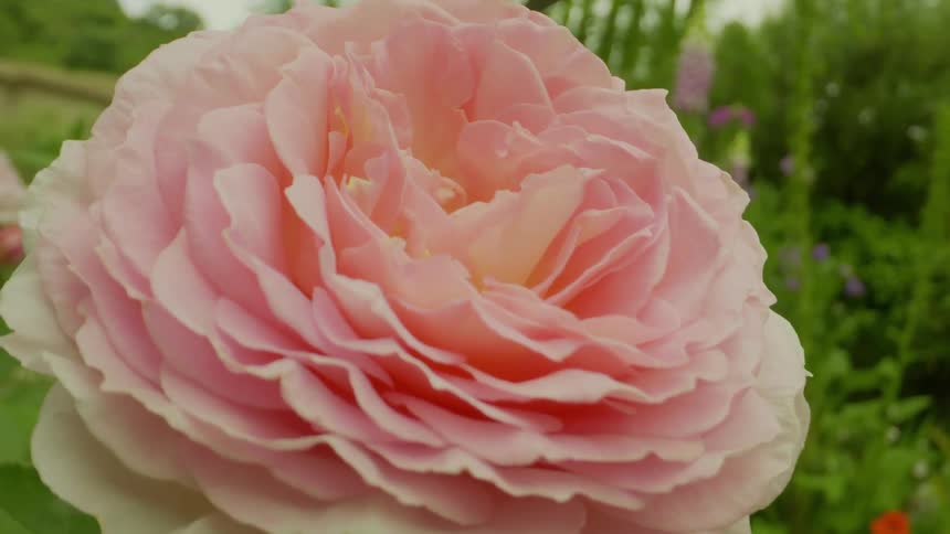 Closeup of a pink peony in full bloom in a flower garden