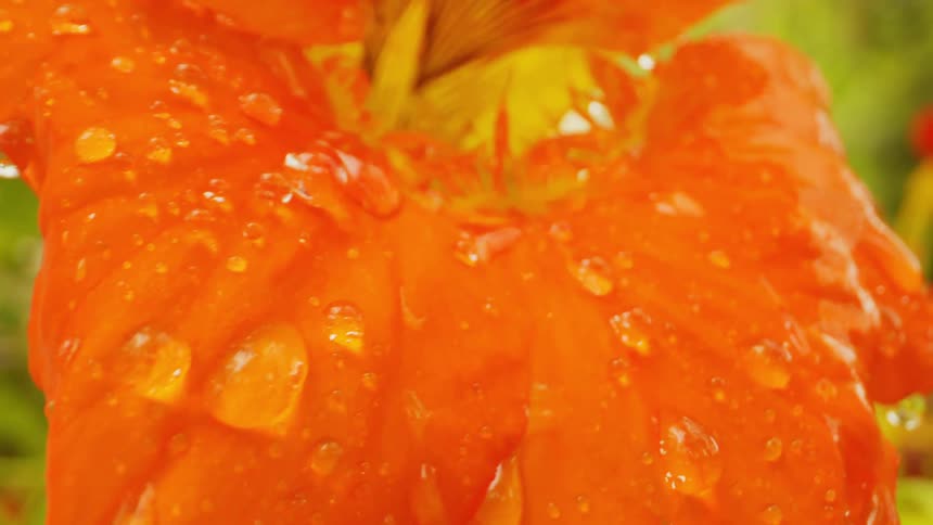 Extreme close up of a swaying orange flower as rain drops roll off
