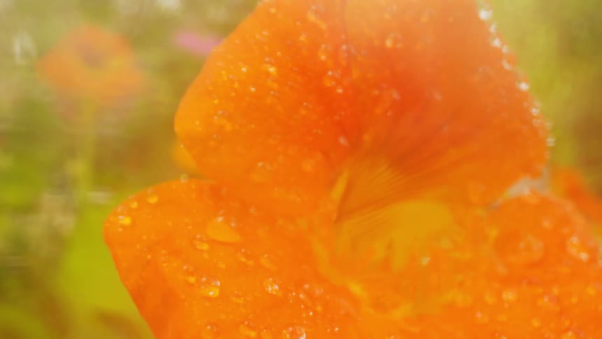 Closeup of an orange flower with water drops on its petals