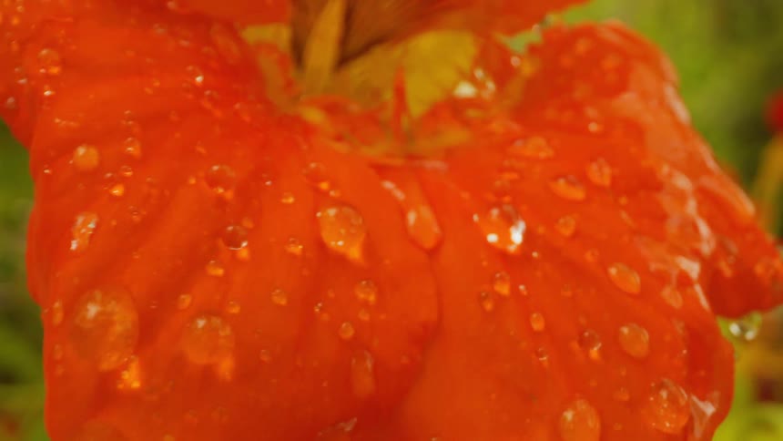 Extreme closeup on a flower with orange petals being watered in falling water drops