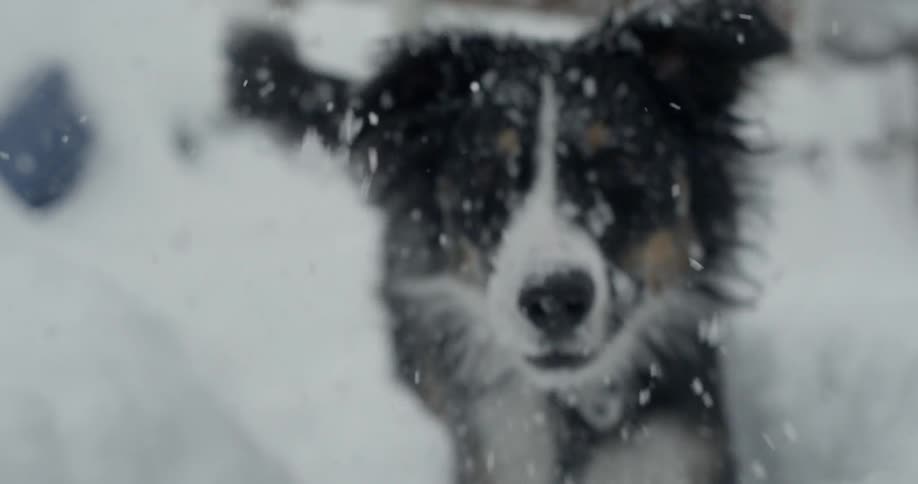 A dog bounces happily through the deep snow