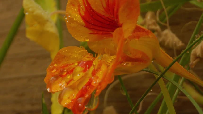 A flower is being watered