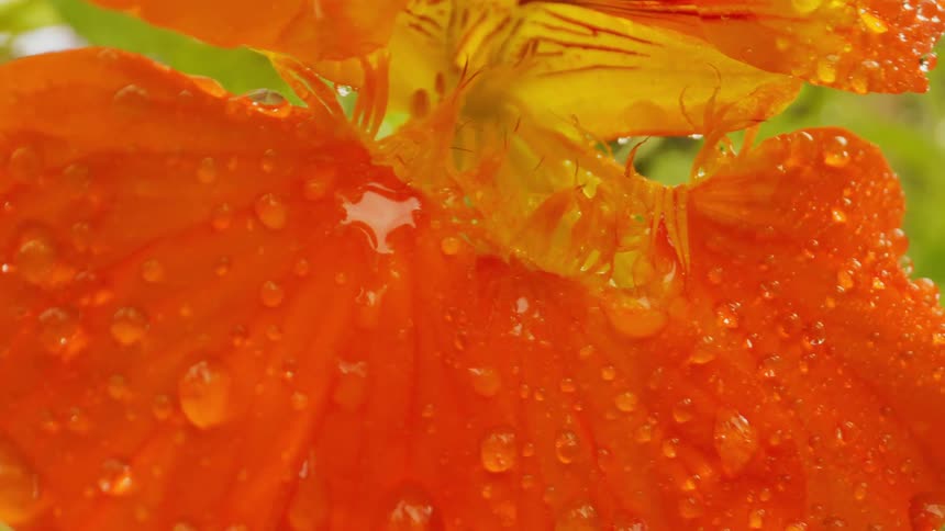 Extreme close up of orange petals of a flower with water droplets
