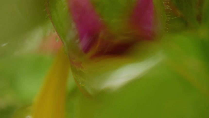 A drop of rain water falls off of a plant