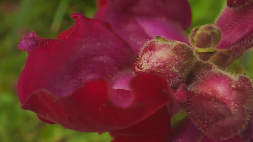 A colorful flower bobs back and forth in a garden