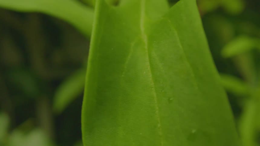 Closeup of a green leaf
