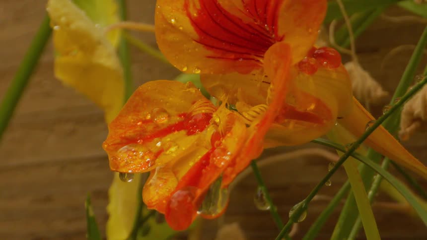 Rain falls on a large colorful flower in a garden