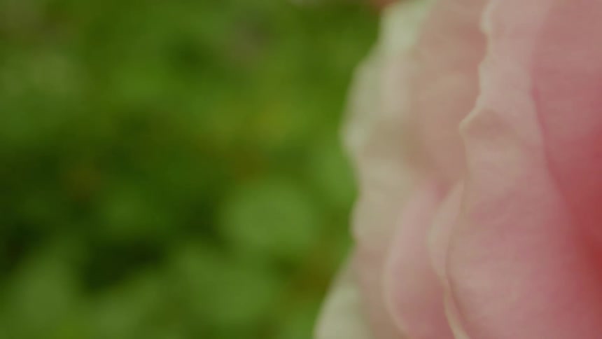A close up of a vibrant pink rose with delicate petals