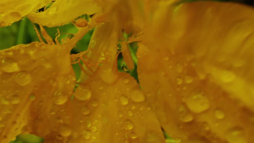 A flower covered in water droplets moves around in the wind