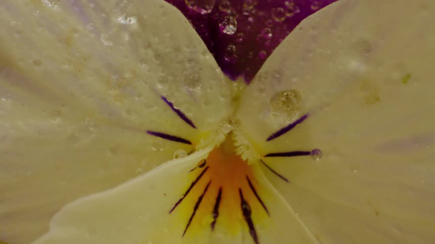 Extreme close up of flower petals with water drops