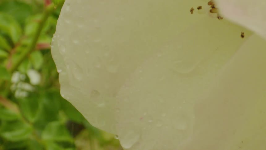 White petals of a flower with water being splashed