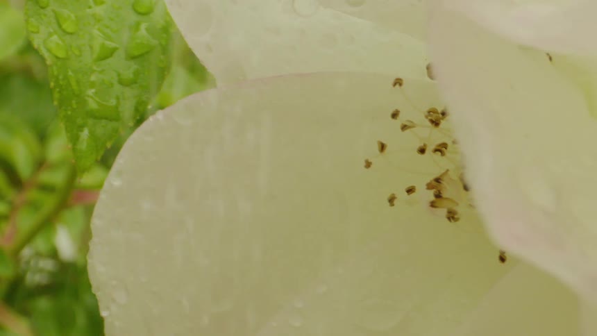 Close up of white flower covered in water drops swaying in the rain