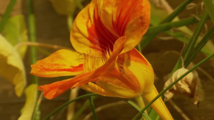 A closeup of an orange and yellow flower with vibrant colors